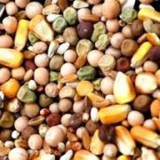 תערובת זרעים ליונים מועשרת 25 ק''ג