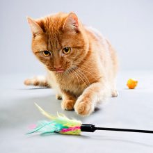צעצועים ומשטחי גירוד לחתולים